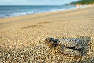 Our Turtle Conservation Project/Facebook : Sri Lanka is home to five of the seven species of sea turtles in the world.